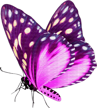 Y.A.M._Summer butterfly - nemokama png