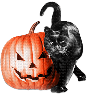 soave halloween deco animals pumpkin cat - ücretsiz png