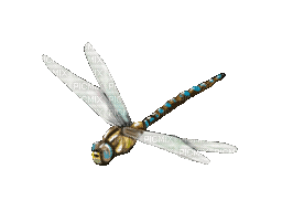dragonfly - GIF animado gratis