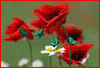fleur papillon - GIF animado gratis