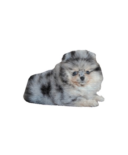 Pomeranian puppy - PNG gratuit