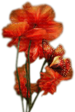 loly33 coquelicot - darmowe png