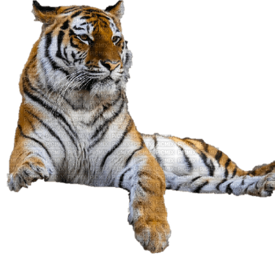tiger - PNG gratuit