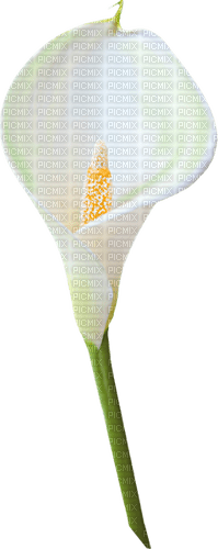 calla lily  Bb2 - ilmainen png