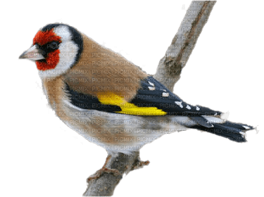 Kaz_Creations Bird Birds - besplatni png