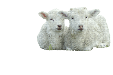 får--djur---sheep--animal - png gratis