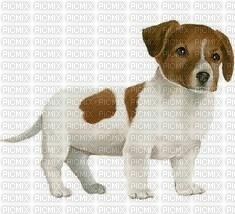 chien-dogzer - 免费PNG