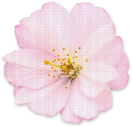 Spring Blossom - nemokama png