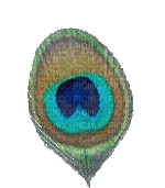 Peacock feather - Безплатен анимиран GIF