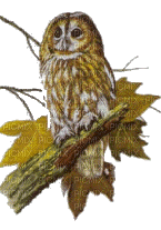 owl bp - GIF animasi gratis