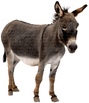 burro - 免费PNG