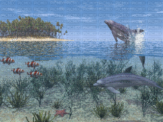 Sea NitsaPapacon - Bezmaksas animēts GIF