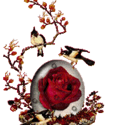 Flowers red rose bp - Бесплатный анимированный гифка
