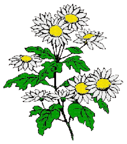 Daisies - 無料png