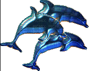 dolphins - GIF animado grátis