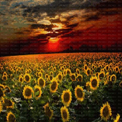 sunflower field bg gif champ de tournesol fond - Бесплатный анимированный гифка