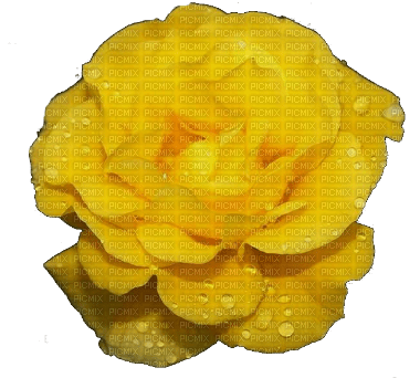 жёлтая роза - PNG gratuit