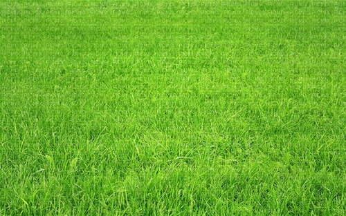 gräs - 免费PNG