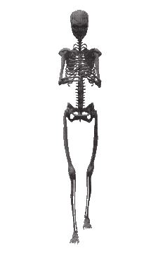Halloween Skeleton - GIF animado grátis