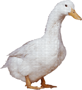 duck katrin - nemokama png