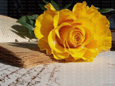 yellow rose - Безплатен анимиран GIF