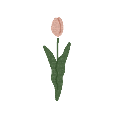 Plants.Tulipe.Tulip.Fleur.Deco.Easter.Victoriabea - 無料のアニメーション GIF