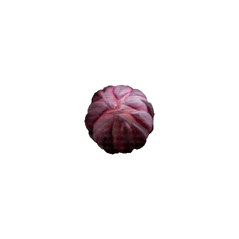 Nina flower Hd - Δωρεάν κινούμενο GIF