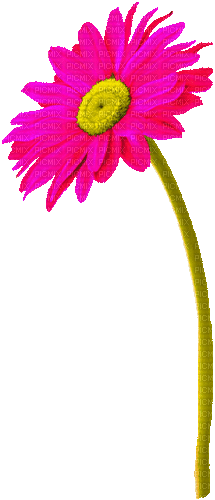 Animated.Flower.Pink - By KittyKatLuv65 - Gratis animerad GIF