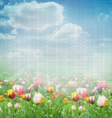 loly33 paysage tulipe - 免费PNG