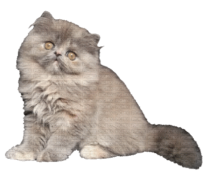 Animated Persian Cat Chat Kitten Kitty - Gratis geanimeerde GIF