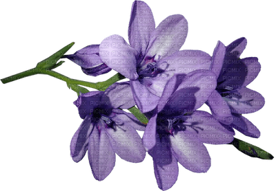 kukka fleur flower - kostenlos png