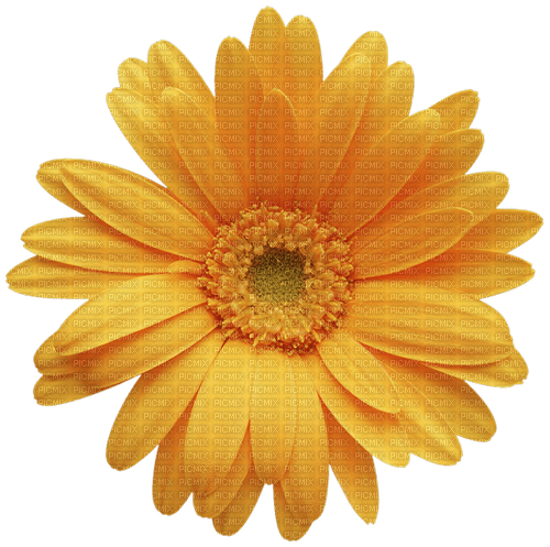 Orange Blume - gratis png