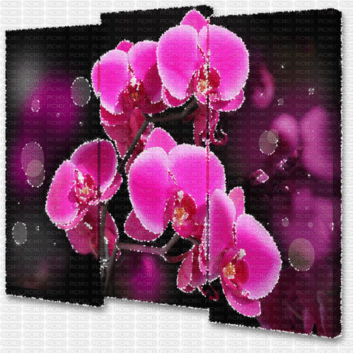 orchidee milla1959 - GIF animado grátis