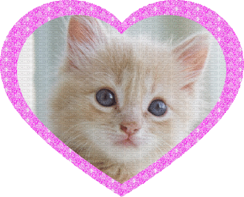 kitty heart - Bezmaksas animēts GIF