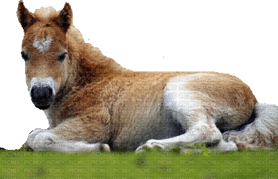 Pferd cheval horse - Animovaný GIF zadarmo