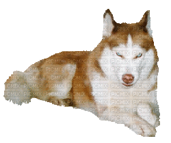 Hond - Gratis animeret GIF