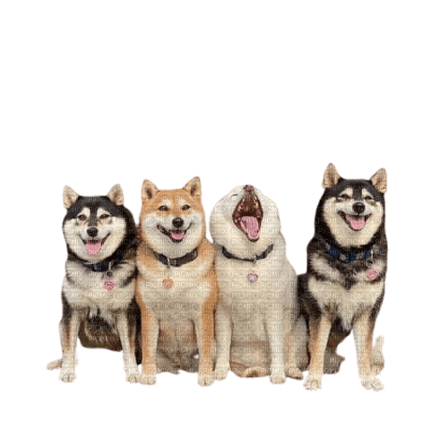 Chiens - Free PNG