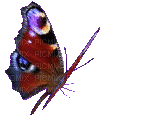 papillon HD - Gratis animerad GIF