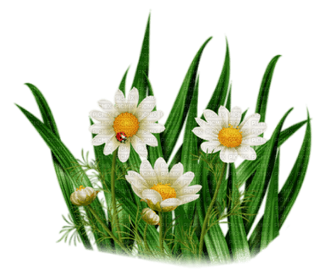 daisies Bb2 - gratis png