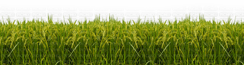 Corn Field-RM - δωρεάν png