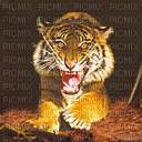 tiger - 無料のアニメーション GIF