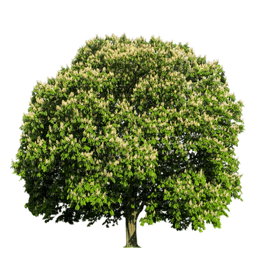 arbre - ilmainen png