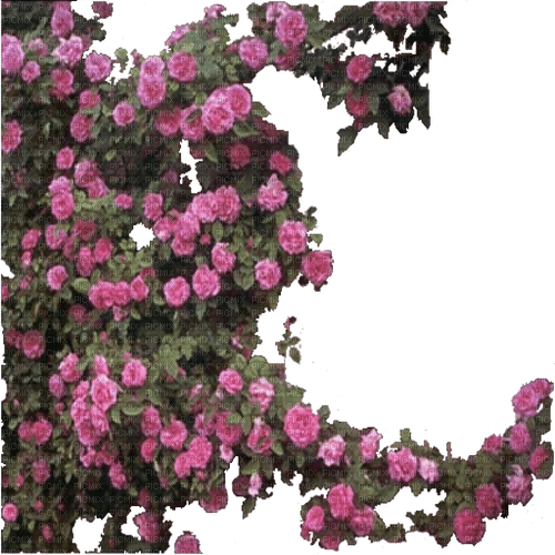 rosen - png grátis