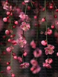 Spring.. - Bezmaksas animēts GIF