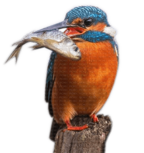 Rena Eisvogel Vogel Bird - безплатен png