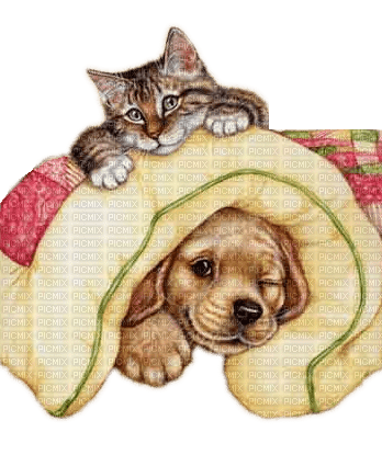 cat and dog - Free PNG