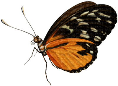 Mariposa - GIF animate gratis