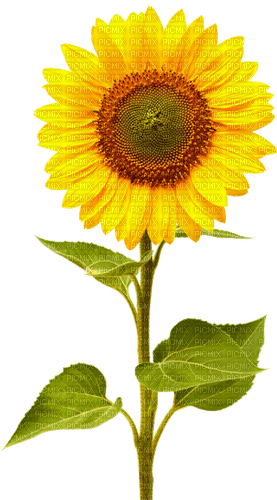 Sunflower.Brown.Yellow - ücretsiz png