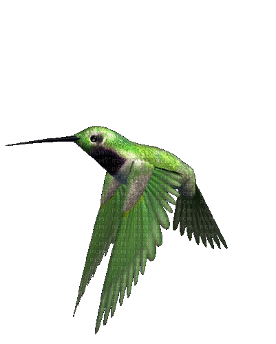 Hummingbird - 免费动画 GIF