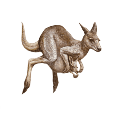 kangourou - zdarma png